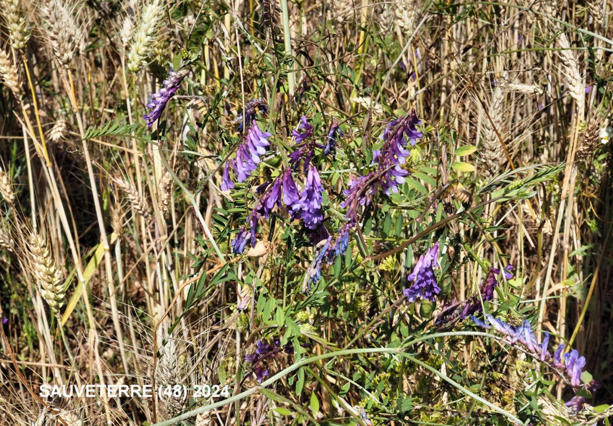 Vetch, (Wooly fruited) plant